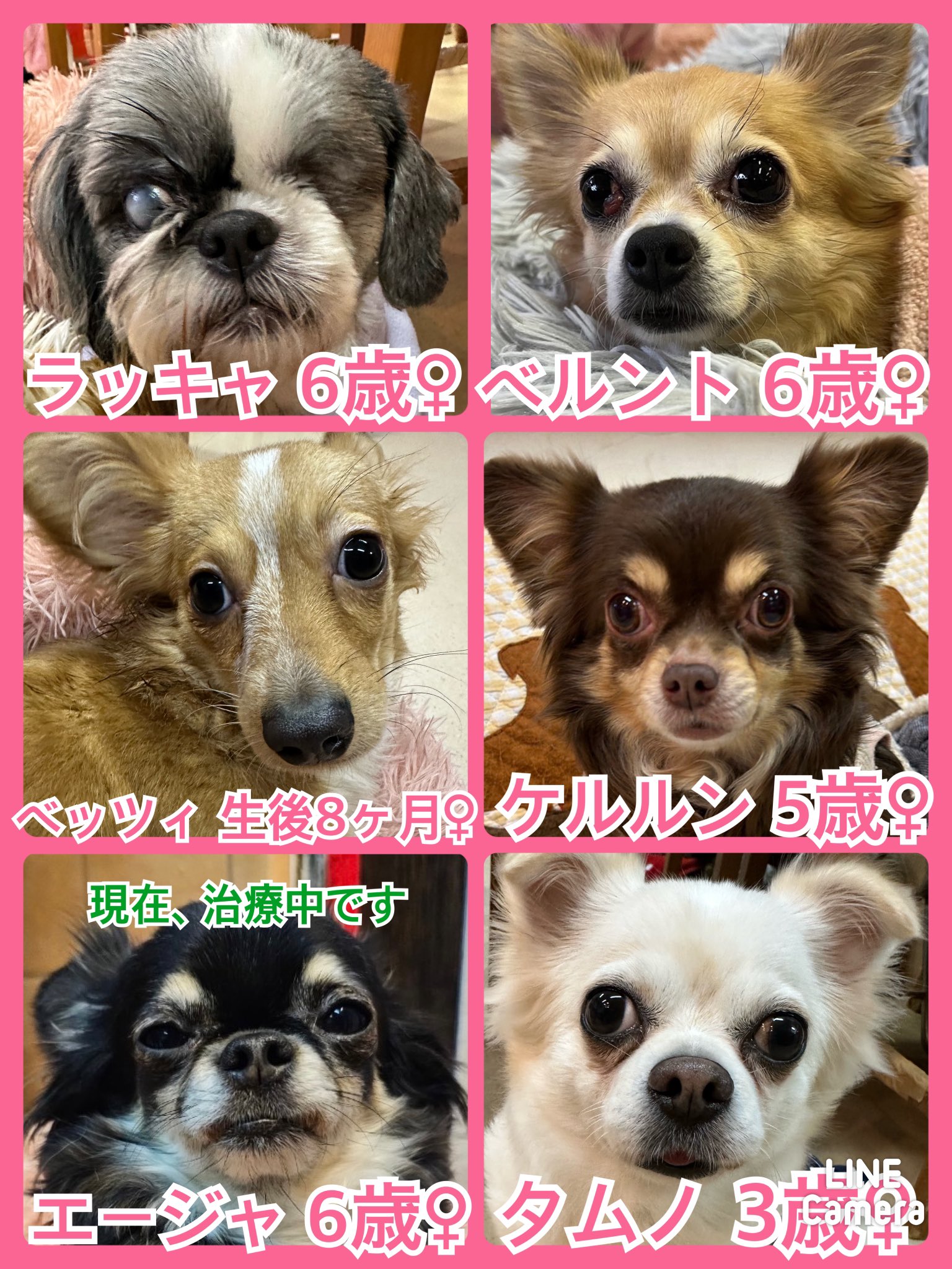 🐾今日の里親様募集中ワンコ🐶メンバーです🐾2024,1,27【保護犬カフェ天神橋店】